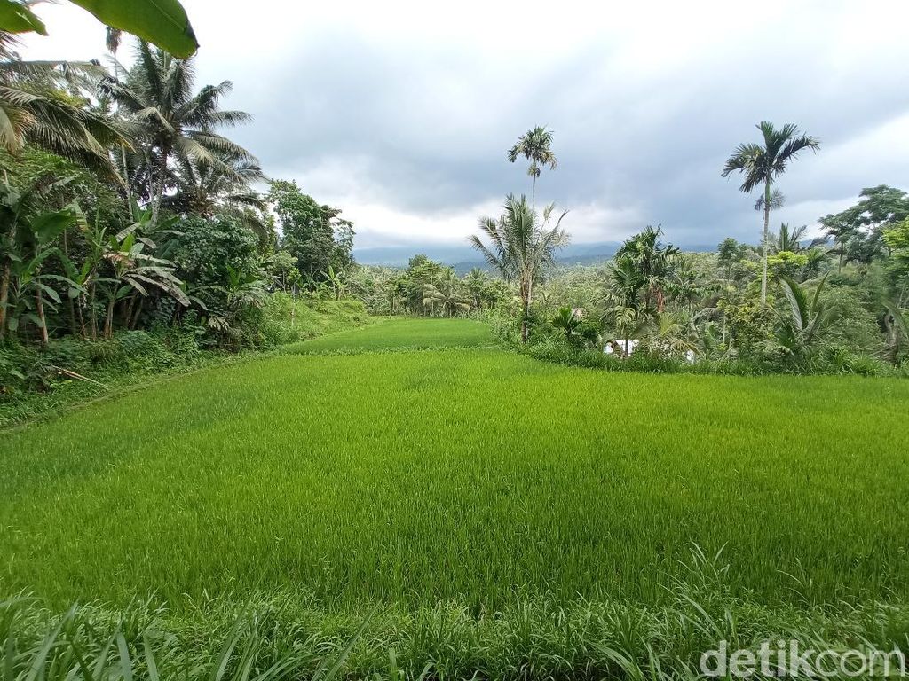 Kalah Sebagai Desa Wisata Terbaik UNWTO, Warga Tetebatu Nangis Kalah Sebagai Desa Wisata Terbaik UNWTO, Warga Tetebatu Nangis