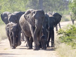 Ngeri! Rombongan Turis Diserang Gajah, Mobil Rusak Berat