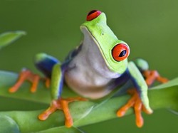 Populasi Amfibi Terancam Punah, Ilmuwan Peringatkan Akibatnya bagi Manusia