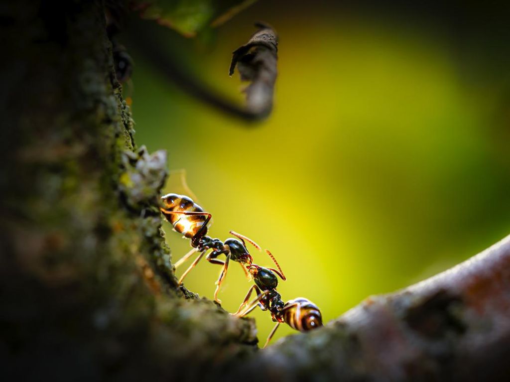 Ternyata Ini Jumlah Semut yang Ada di Bumi, Ada Puluhan Ribu Triliun?