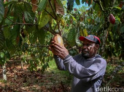 Kemandirian untuk Papua Jika Tambang Freeport Tak Lagi Ada