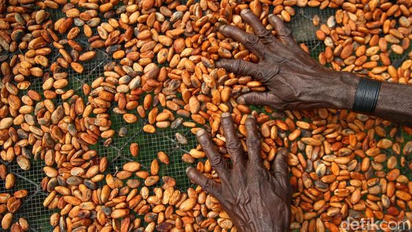 Meraup Untung Lewat Bertani Kakao di Tanah Papua