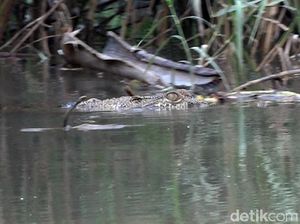 Ngeri! 3 Buaya Muncul di Sungai Lembong Bosi Sulbar Bikin Resah Warga