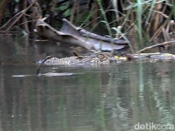 Ngeri! 3 Buaya Muncul di Sungai Lembong Bosi Sulbar Bikin Resah Warga