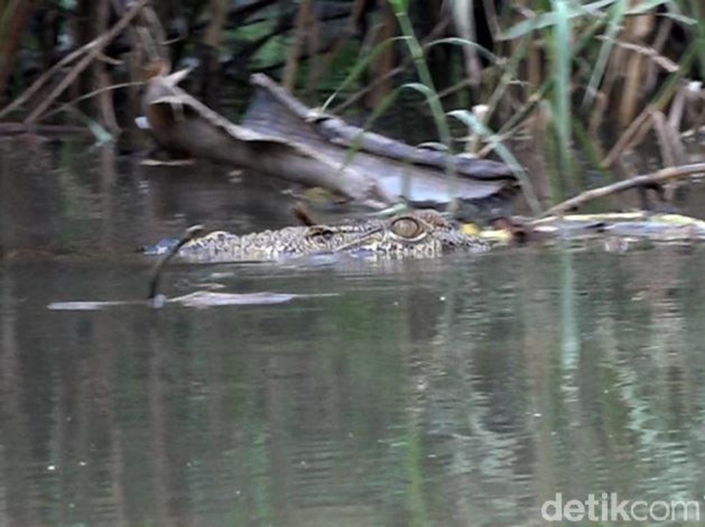 Ngeri! 3 Buaya Muncul di Sungai Lembong Bosi Sulbar Bikin Resah Warga Ngeri! 3 Buaya Muncul di Sungai Lembong Bosi Sulbar Bikin Resah Warga