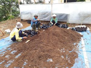 Manfaatkan Lalat Tentara Hitam, Peneliti ITB Ubah Limbah Kopi Jadi Pupuk