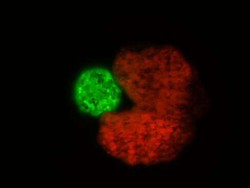 Ngeri! Robot Ini Bisa Bereproduksi Sendiri