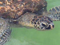 7 Orang Meninggal Usai Keracunan Daging Penyu di Tanzania