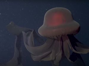 Penampakan Langka Ubur-ubur Raksasa Terekam Kamera