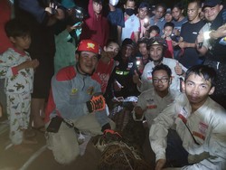 Ngeri! Buaya 3,5 Meter Muncul di Permukiman Padat Penduduk di Samarinda