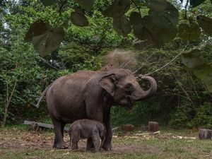 Kabar Bahagia! Bayi Gajah Sumatera Lahir di TN Tesso Nilo Kabar Bahagia! Bayi Gajah Sumatera Lahir di TN Tesso Nilo