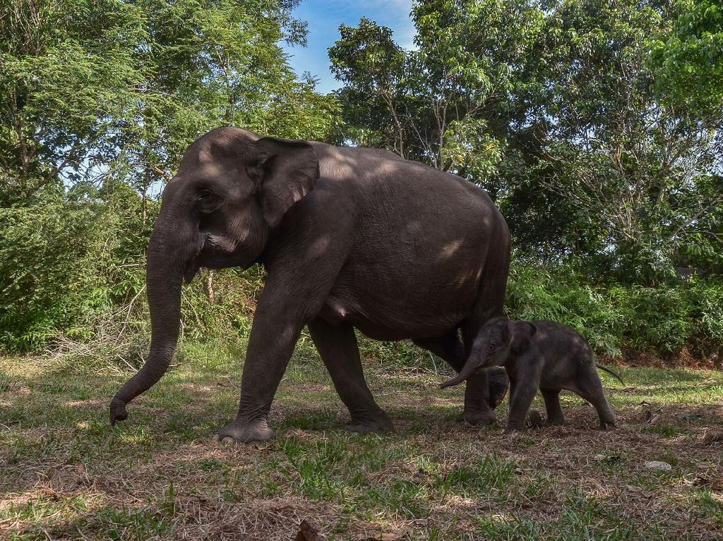 Ngeri! Pria Tewas Diduga Terinjak Kawanan Gajah di Riau