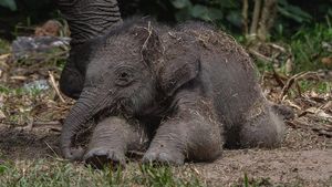 Kelahiran Bayi Gajah Sumatera di Riau