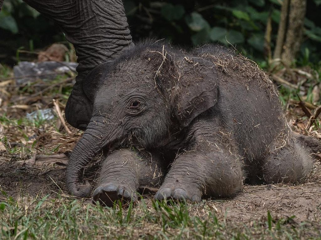 Kelahiran Bayi Gajah Sumatera di Riau