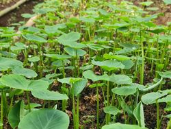 Keren! Petani Milenial Ini Tanam Talas Toimo untuk Ekspor ke Jepang