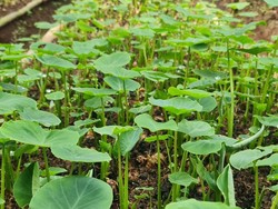 Keren! Petani Milenial Ini Tanam Talas Toimo untuk Ekspor ke Jepang