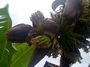 Lihat Lebih Dekat Pohon Pisang Bertandan-Berjantung 4 di Pekalongan Lihat Lebih Dekat Pohon Pisang Bertandan-Berjantung 4 di Pekalongan