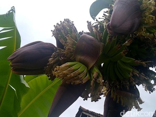 Lihat Lebih Dekat Pohon Pisang Bertandan-Berjantung 4 di Pekalongan