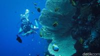 Menyelami Keindahan Bawah Laut Wakatobi