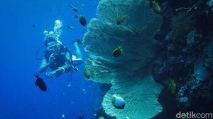 Menyelami Keindahan Bawah Laut Wakatobi