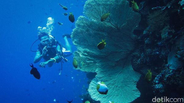 Menyelami Keindahan Bawah Laut Wakatobi
