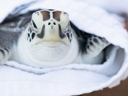 Terjerat Sampah Plastik di Maladewa, Penyu Lekang Ini Dirawat di Skotlandia