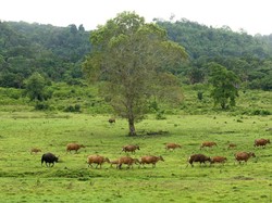 Bupati Ipuk dan TN Alas Purwo Kolaborasi Kembangkan Pariwisata Berkelanjutan