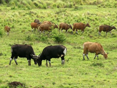 Populasi Banteng Jawa di Taman Nasional Alas Purwo Meningkat