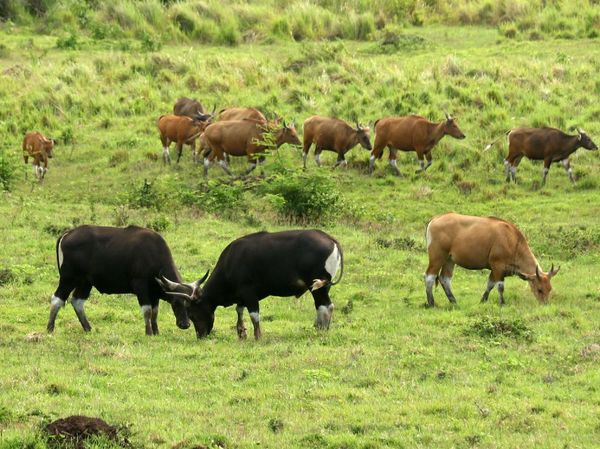 Populasi Banteng Jawa di Taman Nasional Alas Purwo Meningkat