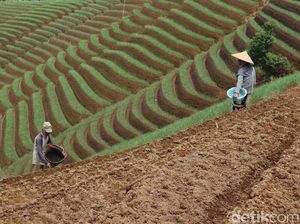 Menanti Hijaunya Terasering Panyaweuyan Majalengka