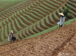 Menanti Hijaunya Terasering Panyaweuyan Majalengka