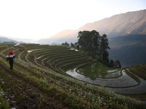 Sawah Bertingkat Vietnam Rindu Turis Sawah Bertingkat Vietnam Rindu Turis