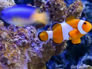 Ekspor Ikan Hias, Peluang Cuan Negara Kepulauan