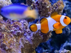 Ekspor Ikan Hias, Peluang Cuan Negara Kepulauan