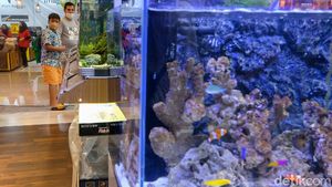 Asyiknya Cuci Mata di Festival Ikan Hias Tangsel