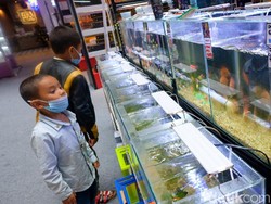 Mau Tahu Jurus Jitu Bisnis Ikan Hias? Datang ke JIExpo Kemayoran 14-16 Oktober