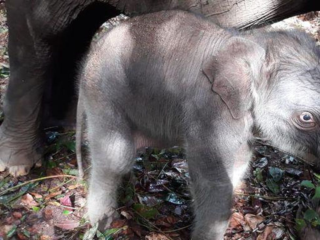 Senangnya! Bayi Gajah Sumatera Lahir di Taman Nasional Tesso Nilo