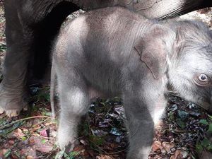 Senangnya! Bayi Gajah Sumatera Lahir di Taman Nasional Tesso Nilo Senangnya! Bayi Gajah Sumatera Lahir di Taman Nasional Tesso Nilo