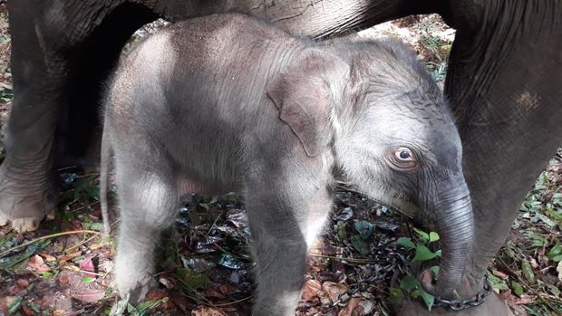 Seekor bayi gajah sumatera lahir di Taman Nasional Tesso Nilo, Kamis (2/12). Bayi gajah ini lahir dari indukan gajah jinak bernama Ria di Camp Elepehants Flying Squad TN Tesso Nilo, Desa Lubuk Kembang Bungo, Pelalawan, Riau.