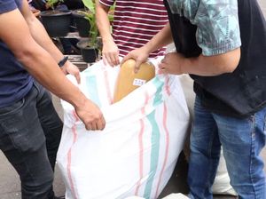 Polres Jakbar Sita Setengah Ton Ganja Siap Edar!