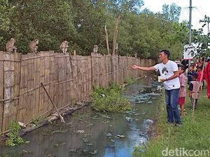 Habitatnya Diduga Rusak, Kawanan Monyet Berkeliaran di Jalan Tanjung Lesung