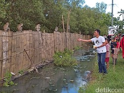 Habitatnya Diduga Rusak, Kawanan Monyet Berkeliaran di Jalan Tanjung Lesung