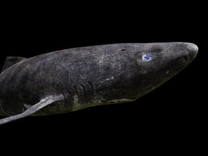 6 Hewan Usia Terpanjang di Dunia, Hidup Ratusan Tahun hingga Abadi