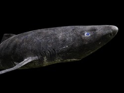 6 Hewan Usia Terpanjang di Dunia, Hidup Ratusan Tahun hingga Abadi