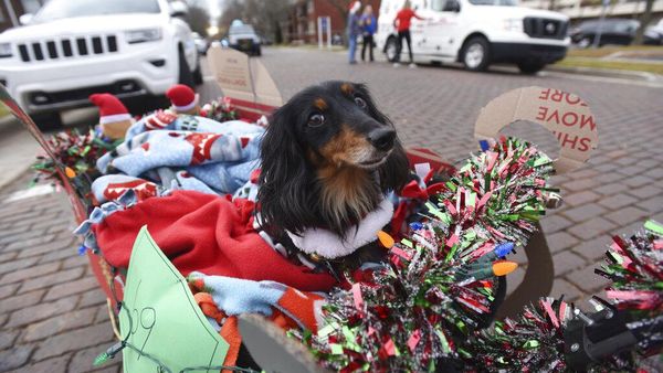 Ragam Kostum Anjing yang Bikin Gemas di Parade AS