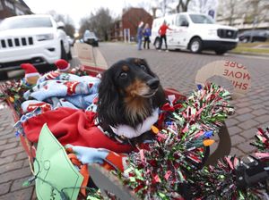 Ragam Kostum Anjing yang Bikin Gemas di Parade AS