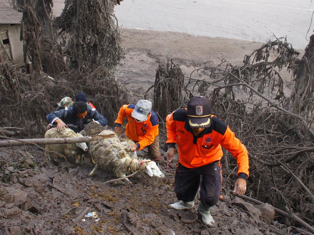 Basarnas Terjunkan 5 Tim Evakuasi Warga Semeru Hilang