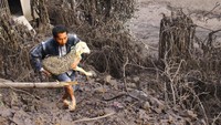 Momen Warga Evakuasi Hewan Ternak dari Lokasi Terdampak Erupsi Semeru