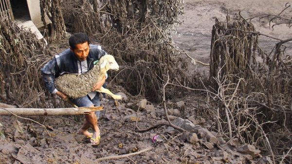 Momen Warga Evakuasi Hewan Ternak dari Lokasi Terdampak Erupsi Semeru