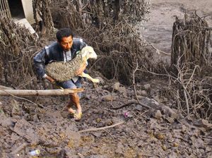 Momen Warga Evakuasi Hewan Ternak dari Lokasi Terdampak Erupsi Semeru